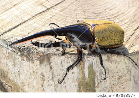 ヘラクレスオオカブトのヘラクレスヘラクレス樹木の上で 97883977