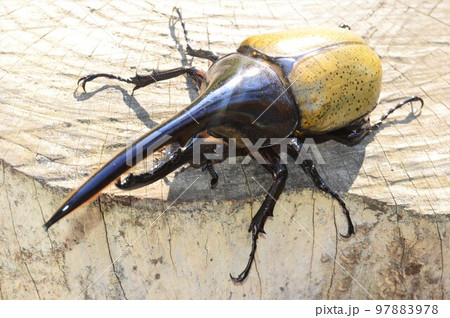 ヘラクレスオオカブトのヘラクレスヘラクレス樹木の上で 97883978