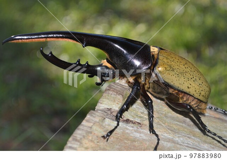 ヘラクレスオオカブトのヘラクレスヘラクレス樹木の上で 97883980