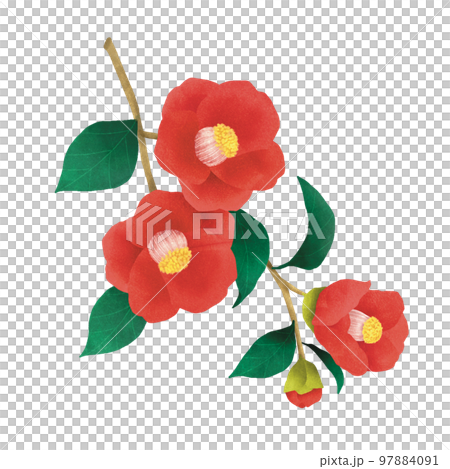 可憐な水彩画風の赤い椿 97884091