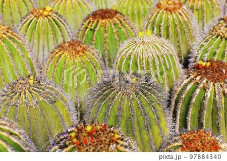 Cactus natural pattern, garden at desert landscape 97884340