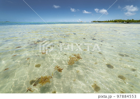 Palm trees and Tropical idyllic beach in Punta Cana, turquoise caribbean sea Palm trees and Tropical idyllic beach in Punta Cana, turquoise caribbean sea 97884553