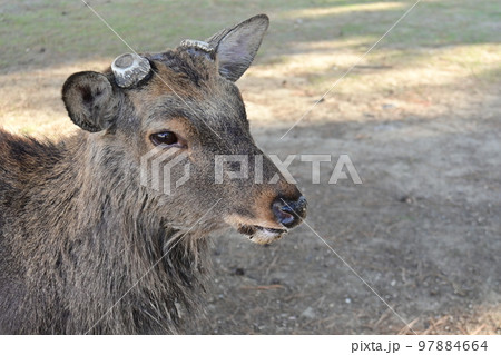 天然記念物 奈良公園のシカ 天然記念物 奈良公園のシカ 97884664