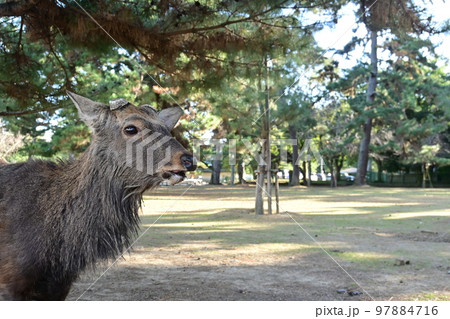 天然記念物 奈良公園のシカ 天然記念物 奈良公園のシカ 97884716