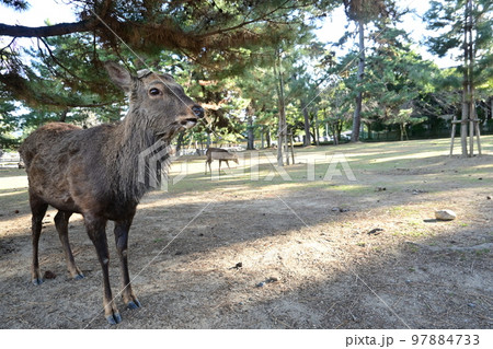 天然記念物 奈良公園のシカ 天然記念物 奈良公園のシカ 97884733