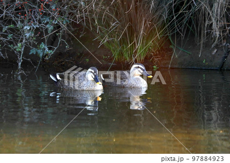 川を泳ぐかも 川を泳ぐかも 97884923