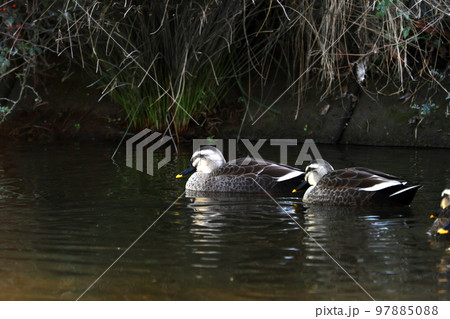 川を泳ぐかも 97885088