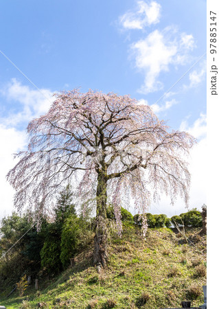 法蔵寺のしだれ桜 法蔵寺のしだれ桜 97885147