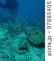 ダイバーと転がっているサンゴ 97885405
