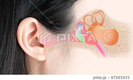 Human ear anatomy of the outer, middle, and inner ear. Otology and Neurotology concept. 97885835