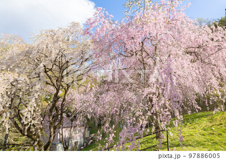桜谷枝垂れ桜 97886005