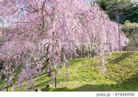 桜谷枝垂れ桜 97886006