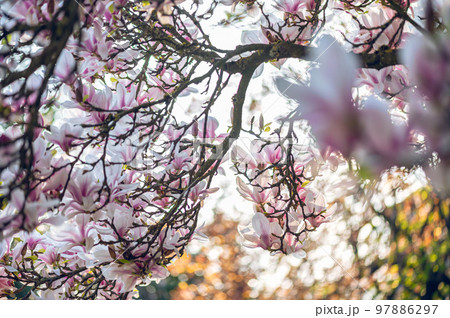 Pink Magnolia Tree with Blooming Flowers during Springtime 97886297