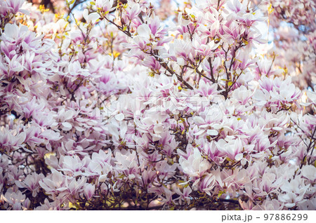 Pink Magnolia Tree with Blooming Flowers during Springtime Pink Magnolia Tree with Blooming Flowers during Springtime 97886299