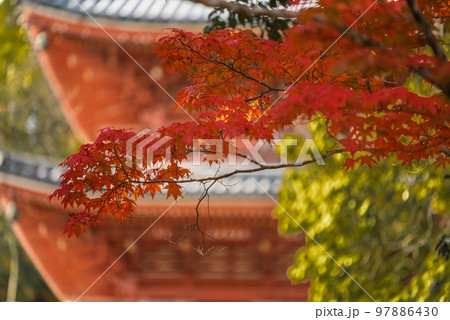 画聖雪舟ゆかりの禅寺 #宝福寺 #井山宝福寺 #三重塔 画聖雪舟ゆかりの禅寺 #宝福寺 #井山宝福寺 #三重塔 97886430