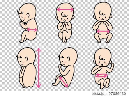 fetal measurement set - Stock Illustration [97886480] - PIXTA