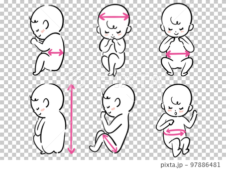 fetal measurement set 97886481