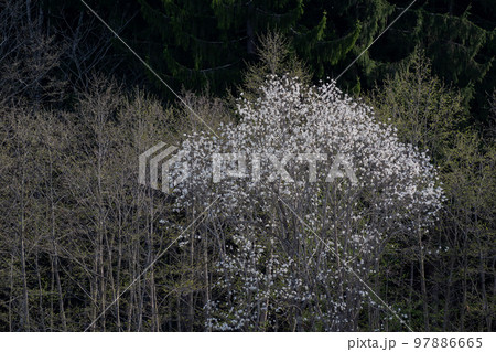 春の野山の満開のコブシの花 春の野山の満開のコブシの花 97886665
