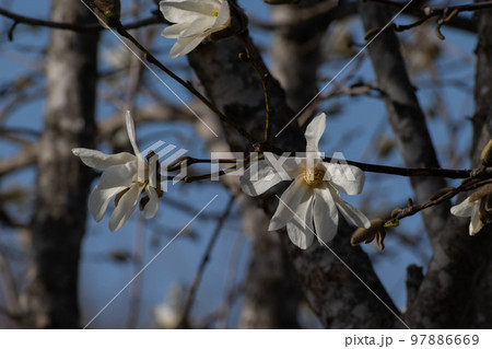 青空と白いコブシの花 青空と白いコブシの花 97886669