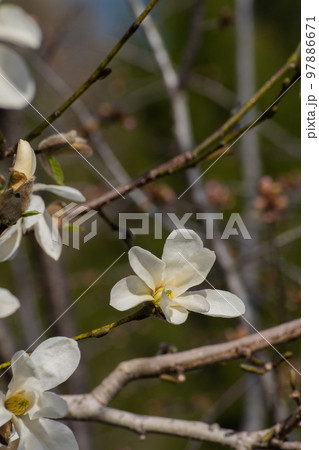春の野山のコブシの花 97886671