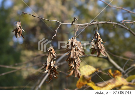Common hornbeam Horizontalis 97886743