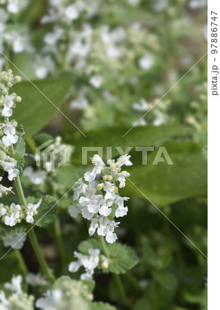 Catmint Snowflake Catmint Snowflake 97886747