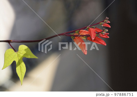 Spanish flag 97886751