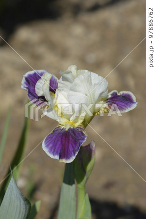 Standard Dwarf Bearded Iris Making Eyes 97886762