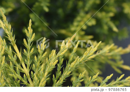 Golden Pfitzer Juniper Golden Pfitzer Juniper 97886765