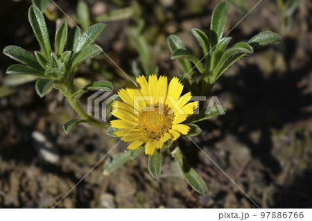 Canay Island daisy Canay Island daisy 97886766