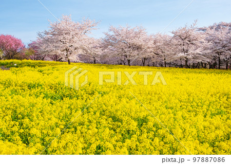 赤城南面千本桜と菜の花 97887086