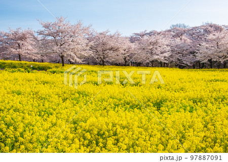 赤城南面千本桜と菜の花 97887091
