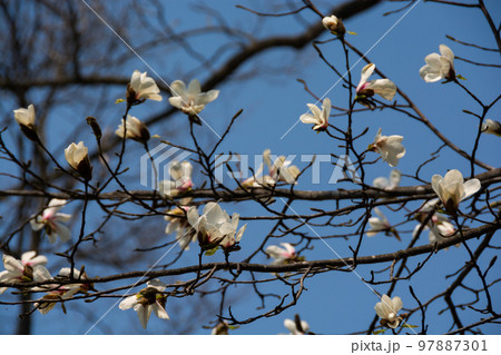 青空と白いコブシの花 青空と白いコブシの花 97887301