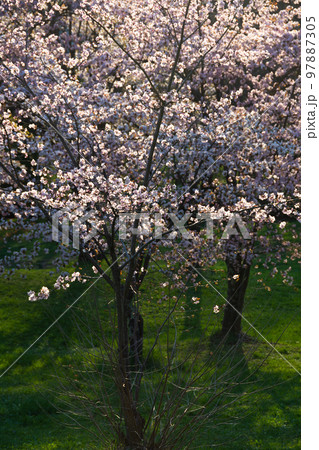 夕日に映える満開のサクラ 97887305