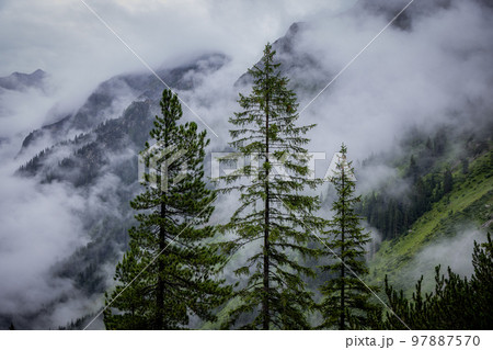 Mist in the fir tree forest of the Austrian Alps - great mountain view 97887570