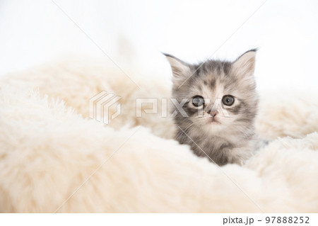 フカフカのベッドから顔を出したメインクーンの子猫 97888252