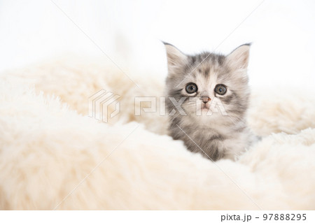 フカフカのベッドから顔を出したメインクーンの子猫 97888295