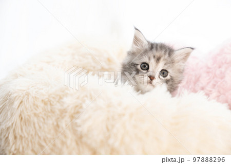 フカフカのベッドから顔を出したメインクーンの子猫 フカフカのベッドから顔を出したメインクーンの子猫 97888296