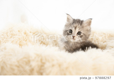 フカフカのベッドから顔を出したメインクーンの子猫 97888297