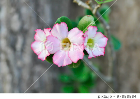 pink bignonia or desert rose , Impala lily or adenium obesum flower pink bignonia or desert rose , Impala lily or adenium obesum flower 97888884