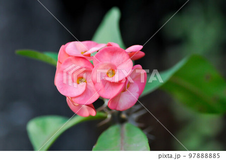 Christ Thorn,Euphorbia milii flower or pink flower Christ Thorn,Euphorbia milii flower or pink flower 97888885