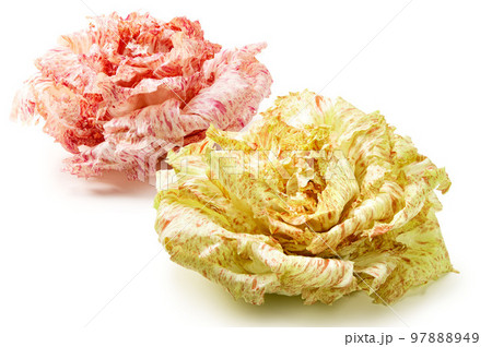 イタリアの高級野菜、カステルフランコ イタリアの高級野菜、カステルフランコ 97888949