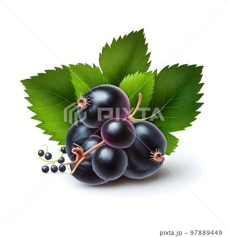 Black currant isolated on white background  97889449