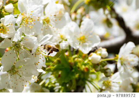 Flying bee collecting pollen. Flying bee collecting pollen. 97889572
