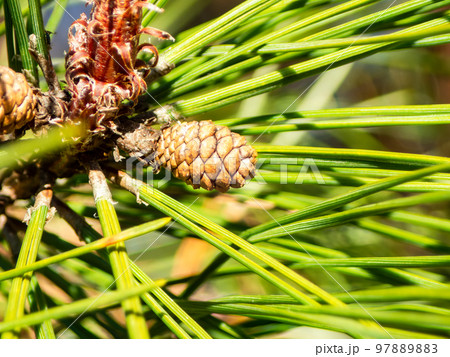 マクロレンズで撮る小さな松ぼっくり 97889883