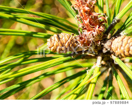 マクロレンズで撮る小さな松ぼっくり 97889884