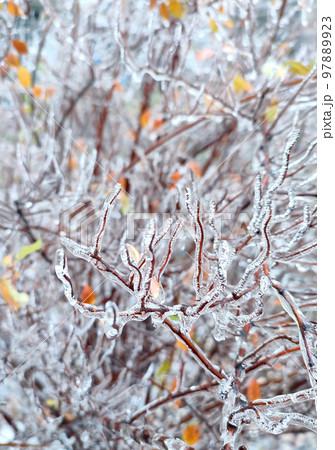 Branches of bush covered with ice after rain in frost in winter close-up. Frozen plants. After icy rain. Freezing rain. Winter, wintry, cold, ice, icy, frosty. A natural phenomenon. Natural background Branches of bush covered with ice after rain in frost in winter close-up. Frozen plants. After icy rain. Freezing rain. Winter, wintry, cold, ice, icy, frosty. A natural phenomenon. Natural background 97889923