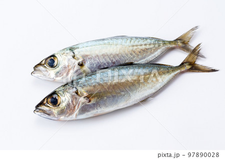 アジ（メアジ） 97890028