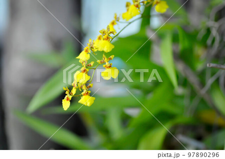 yellow oncidium orchid or yellow orchid flower ,orchid yellow oncidium orchid or yellow orchid flower ,orchid 97890296