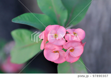 Christ Thorn,Euphorbia milii flower or pink flower 97890307